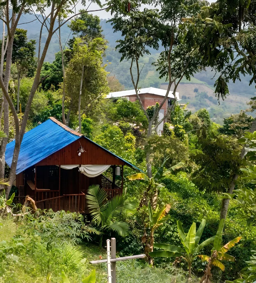 Cabaña de madera con techo azul, rodeada de platanares y vegetación